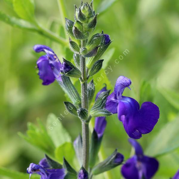 Salvia x jamensis Purple Queen, sauge arbustive aux fleurs bleu-violet en pot de 1,4 L
