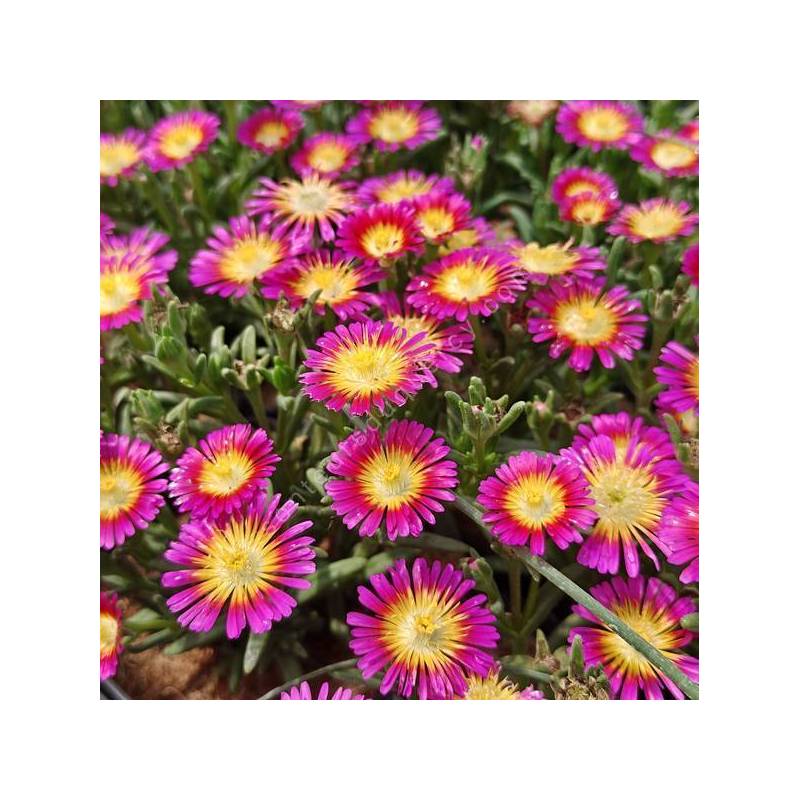 Delosperma 'Solstice Purple Bicolour' - Pourpier vivace rose et jaune