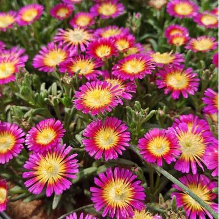 Delosperma 'Solstice Purple Bicolour' - Pourpier vivace rose et jaune