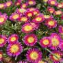 Delosperma 'Solstice Purple Bicolour' - Pourpier vivace rose et jaune