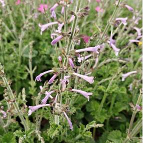 Salvia scabra en fleurs : inflorescences tubulaires mauve violacé et feuillage vert compact.
