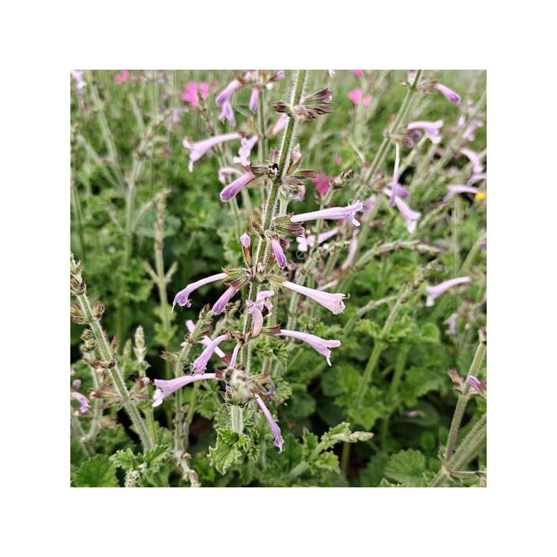 Salvia scabra en fleurs : inflorescences tubulaires mauve violacé et feuillage vert compact.