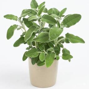 Gros plan sur le feuillage velouté gris-vert de la Salvia fruticosa 'Ovalvet' en pot dans la pépinière Senteurs du Quercy