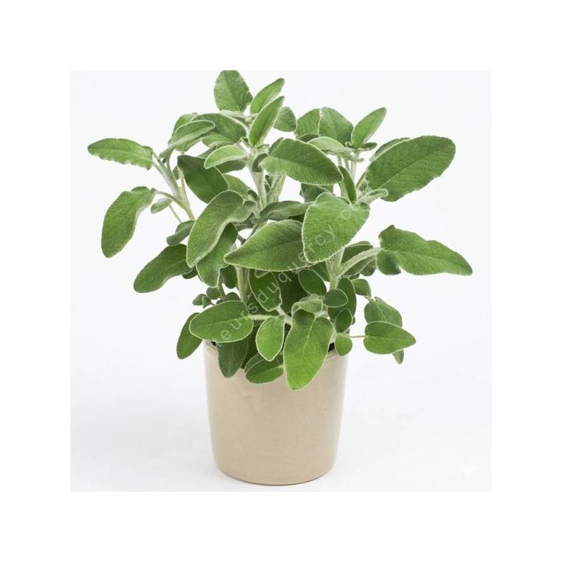 Gros plan sur le feuillage velouté gris-vert de la Salvia fruticosa 'Ovalvet' en pot dans la pépinière Senteurs du Quercy