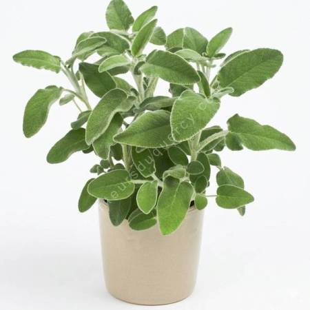 Gros plan sur le feuillage velouté gris-vert de la Salvia fruticosa 'Ovalvet' en pot dans la pépinière Senteurs du Quercy