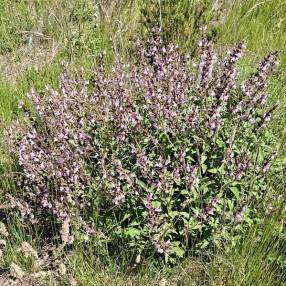 Salvia 'Assoul' - Sauge d'Assoul