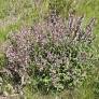 Salvia 'Assoul' - Sauge d'Assoul