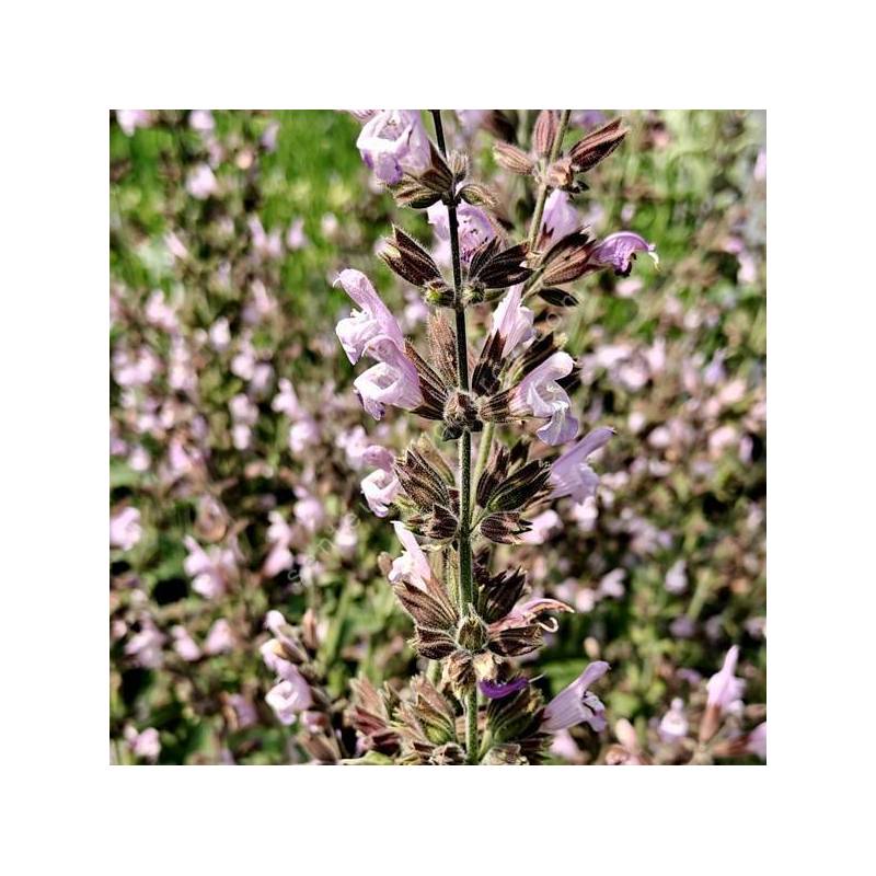 Salvia 'Assoul' - Sauge d'Assoul