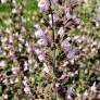 Salvia 'Assoul' - Sauge d'Assoul