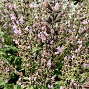 Salvia 'Assoul' - Sauge d'Assoul