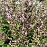 Salvia 'Assoul' - Sauge d'Assoul