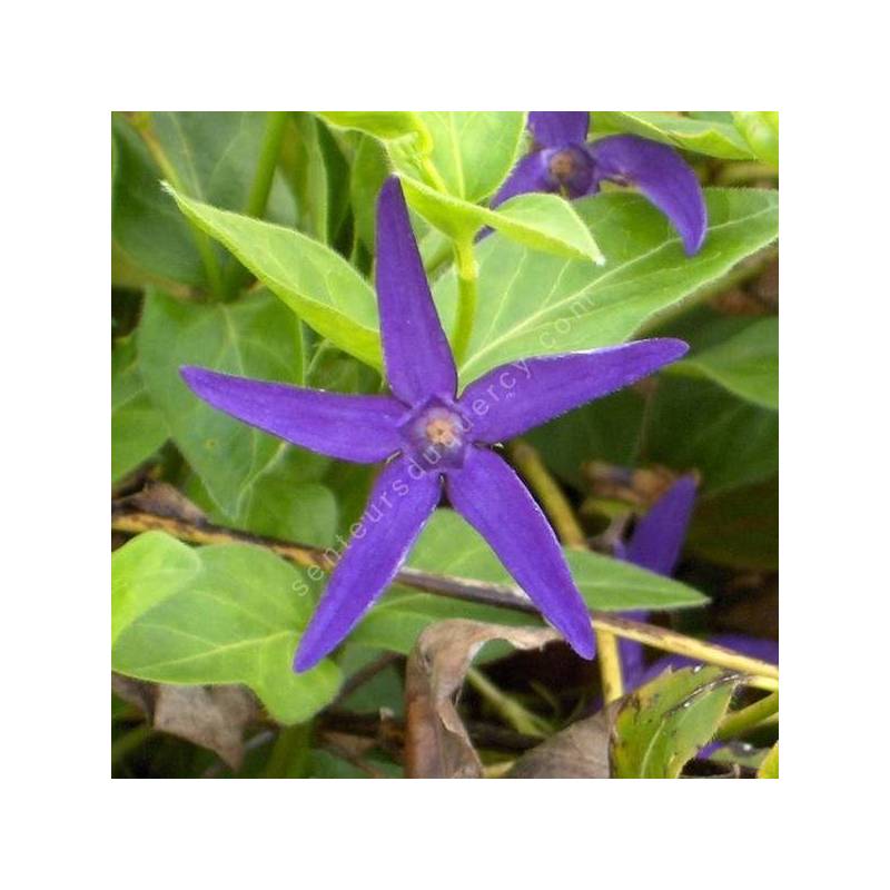 Vinca major subsp. hirsuta - Grande pervenche à fleur étroite