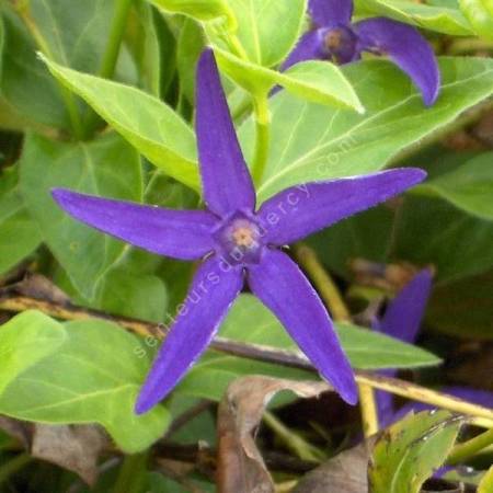 Vinca major subsp. hirsuta - Grande pervenche à fleur étroite