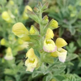 Salvia potentillifolia - Sauge à feuille de potentille