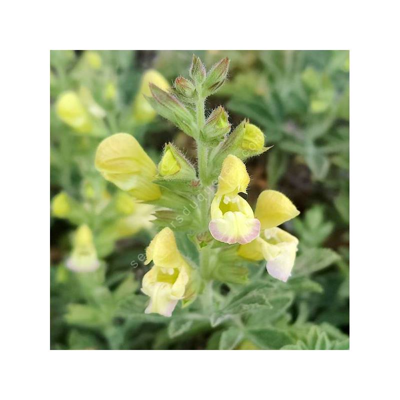 Salvia potentillifolia - Sauge à feuille de potentille