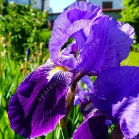 Iris germanica