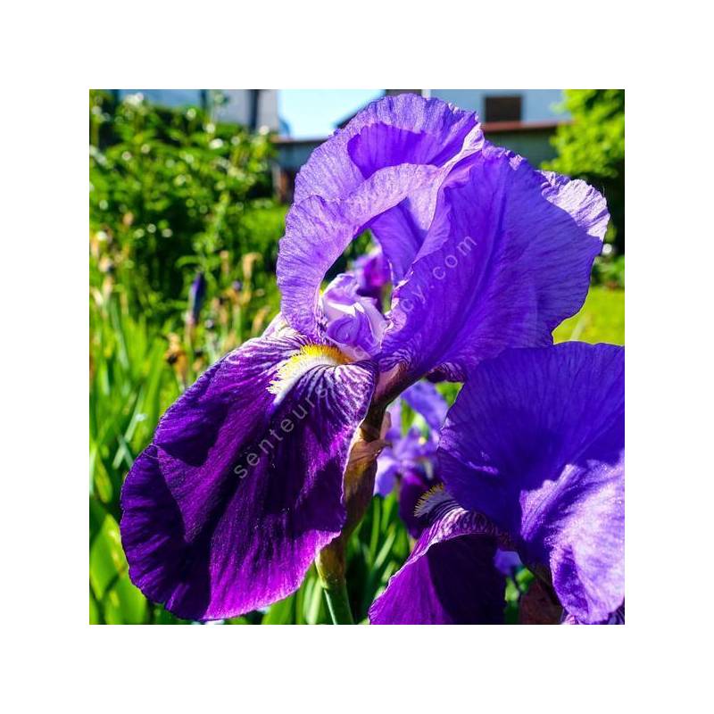 Iris germanica