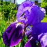 Iris germanica