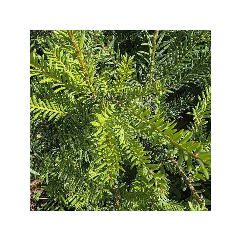 Taxus baccata persistant et dense