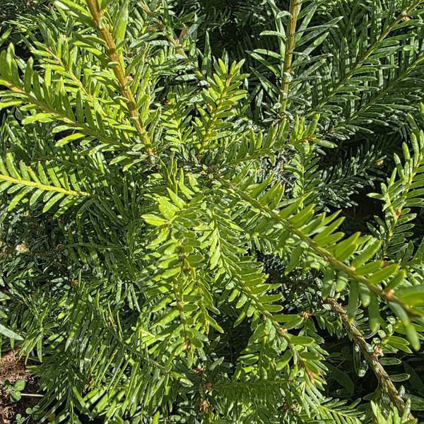 Taxus baccata persistant et dense
