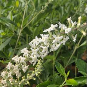 Aloysia virgata - Verveine amande en pot de 1,4 L