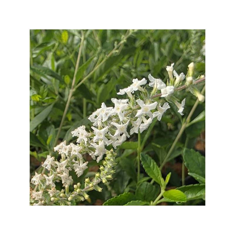 Aloysia virgata - Verveine amande en pot de 1,4 L
