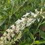 Aloysia virgata - Verveine amande en pot de 1,4 L