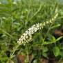 Fleurs blanches en épis parfumés de l'Aloysia virgata