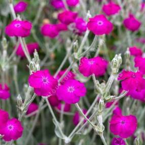 Massif de Lychnis coronaria fleurissant en été