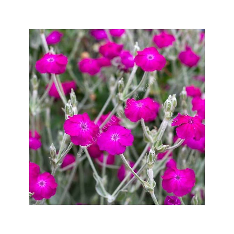 Massif de Lychnis coronaria fleurissant en été