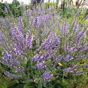 Massif de jardin sec avec Salvia virgata Bicolor et vivaces