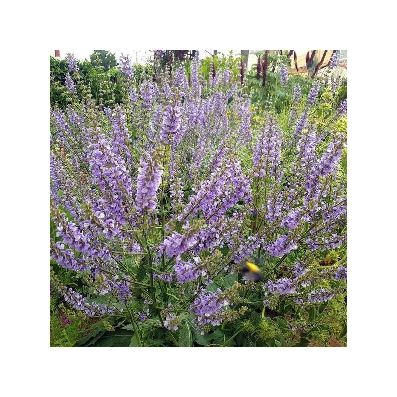 Massif de jardin sec avec Salvia virgata Bicolor et vivaces