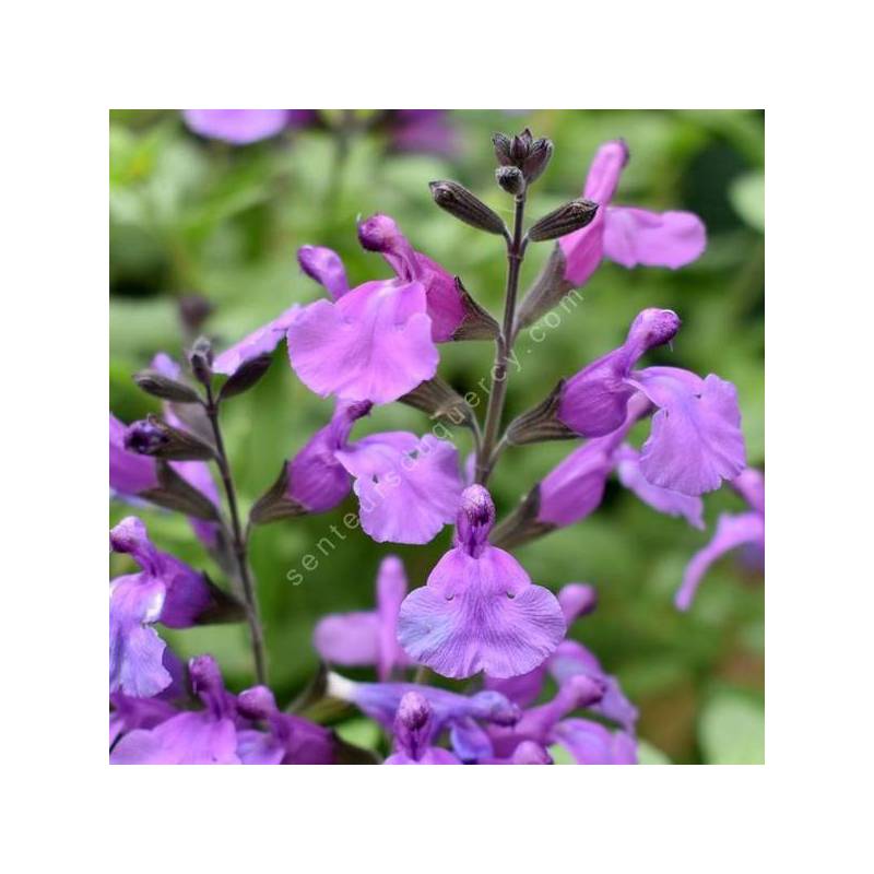 Gros plan sur les fleurs violet clair de la Salvia So Cool Pale Purple en jardin sec