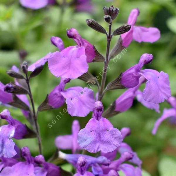 Gros plan sur les fleurs violet clair de la Salvia So Cool Pale Purple en jardin sec