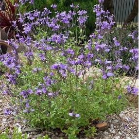 Port buissonnant et compact de la Salvia So Cool Pale Purple au printemps