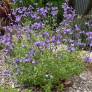 Port buissonnant et compact de la Salvia So Cool Pale Purple au printemps