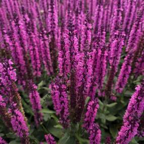 Salvia x sylvestris 'Caradonna Rose' - Sauge des bois rose