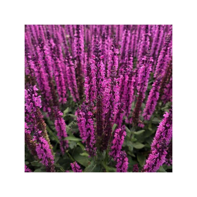 Salvia x sylvestris 'Caradonna Rose' - Sauge des bois rose