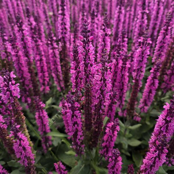 Salvia x sylvestris 'Caradonna Rose' - Sauge des bois rose