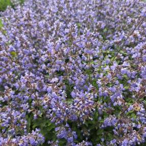 Nepeta 'Purrsian Blue' - Herbe à chat
