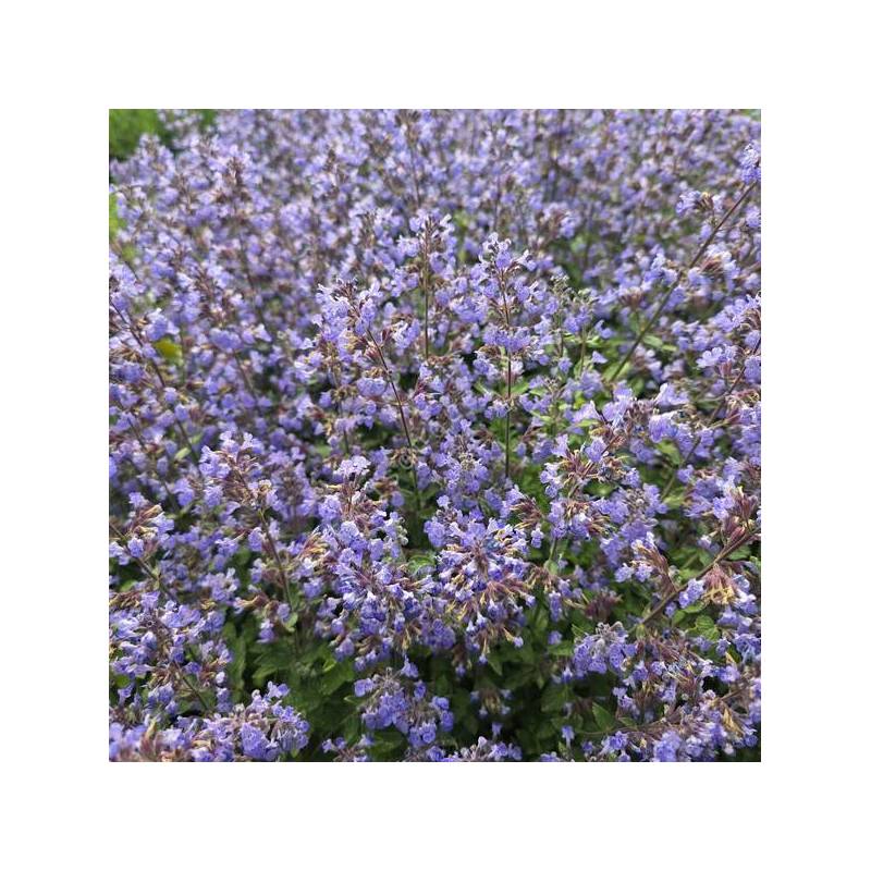 Nepeta 'Purrsian Blue' - Herbe à chat