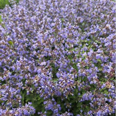 Nepeta 'Purrsian Blue' - Herbe à chat