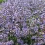 Nepeta 'Purrsian Blue' - Herbe à chat