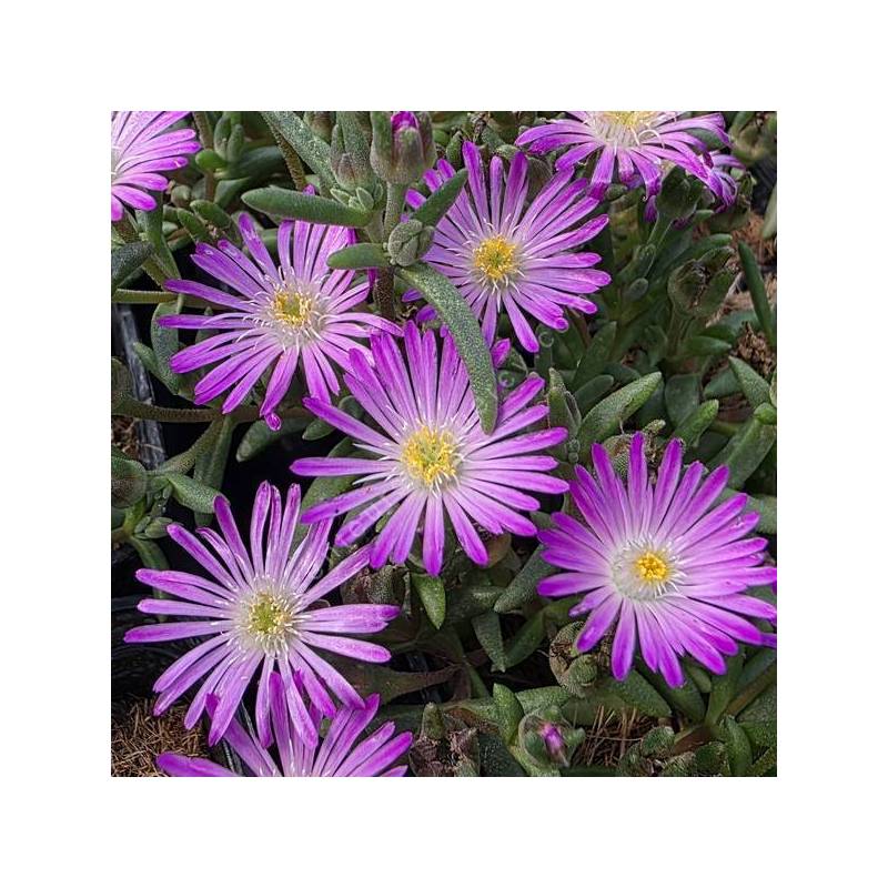 Delosperma aberdeenense - Pourpier vivace rose
