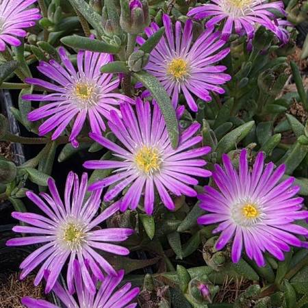 Delosperma aberdeenense - Pourpier vivace rose