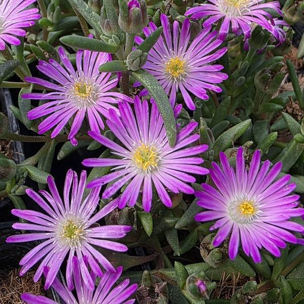 Delosperma aberdeenense - Pourpier vivace rose