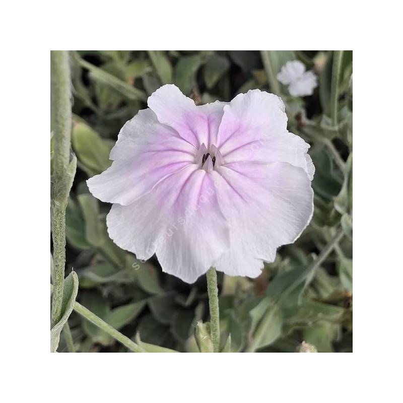 Lychnis coronaria 'Oculata' - Coquelourde blanche à cœur rose