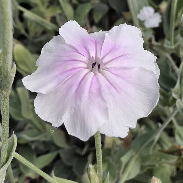 Lychnis coronaria 'Oculata' - Coquelourde blanche à cœur rose