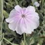 Lychnis coronaria 'Oculata' - Coquelourde blanche à cœur rose