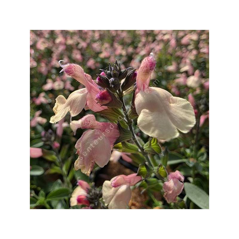 Salvia 'Rio Grande' - Sauge arbustive orange pastel